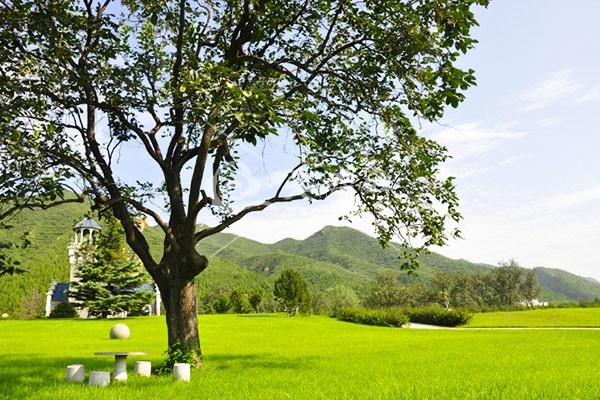 墓区风景